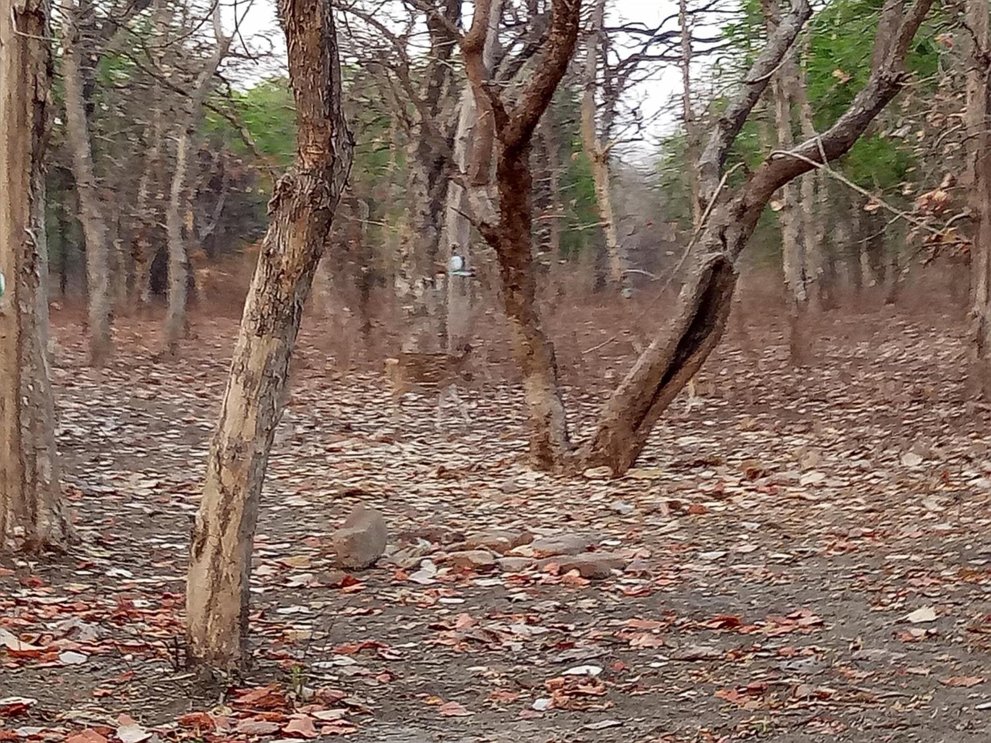 Abhiram Homestay Khajuraho Luaran gambar